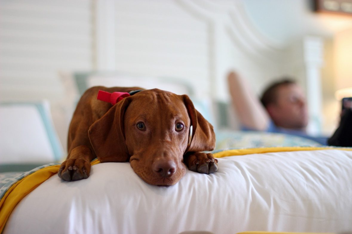 Tucker lying on a bed with his chin resting on the mattress, looking at the camera