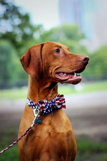 Tucker in profile wearing a stars-and-stripes bowtie collar