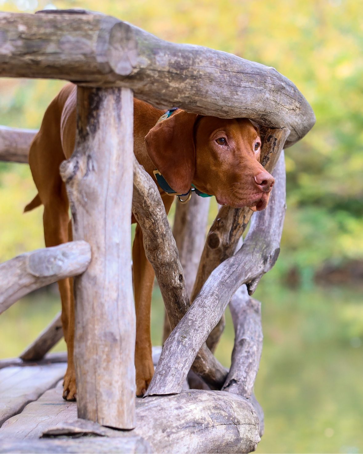 Tucker peeking through the rails of a rustic wooden bridge