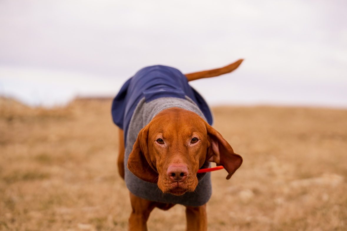 Tucker in his coat in a field, looking at the camera