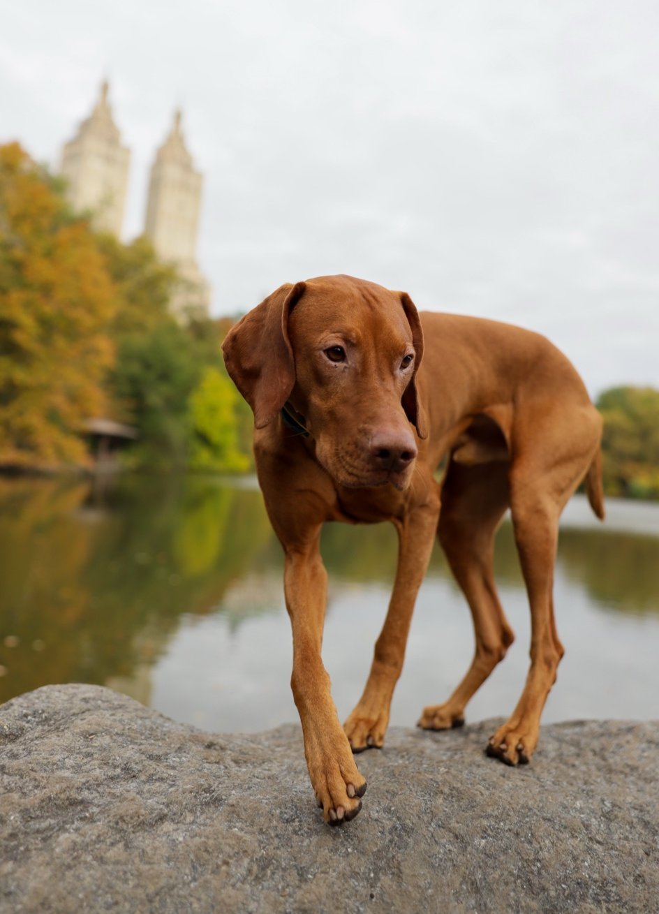 Tucker standing on a rock at the Central Park Lake in fall, with the San Remo towers behind him