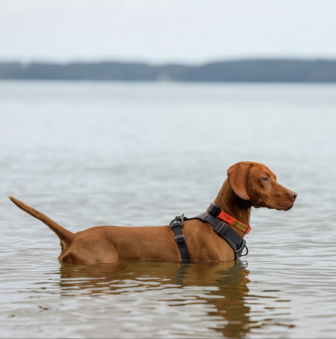 Tucker standing in a lake wearing his harness and GPS collar