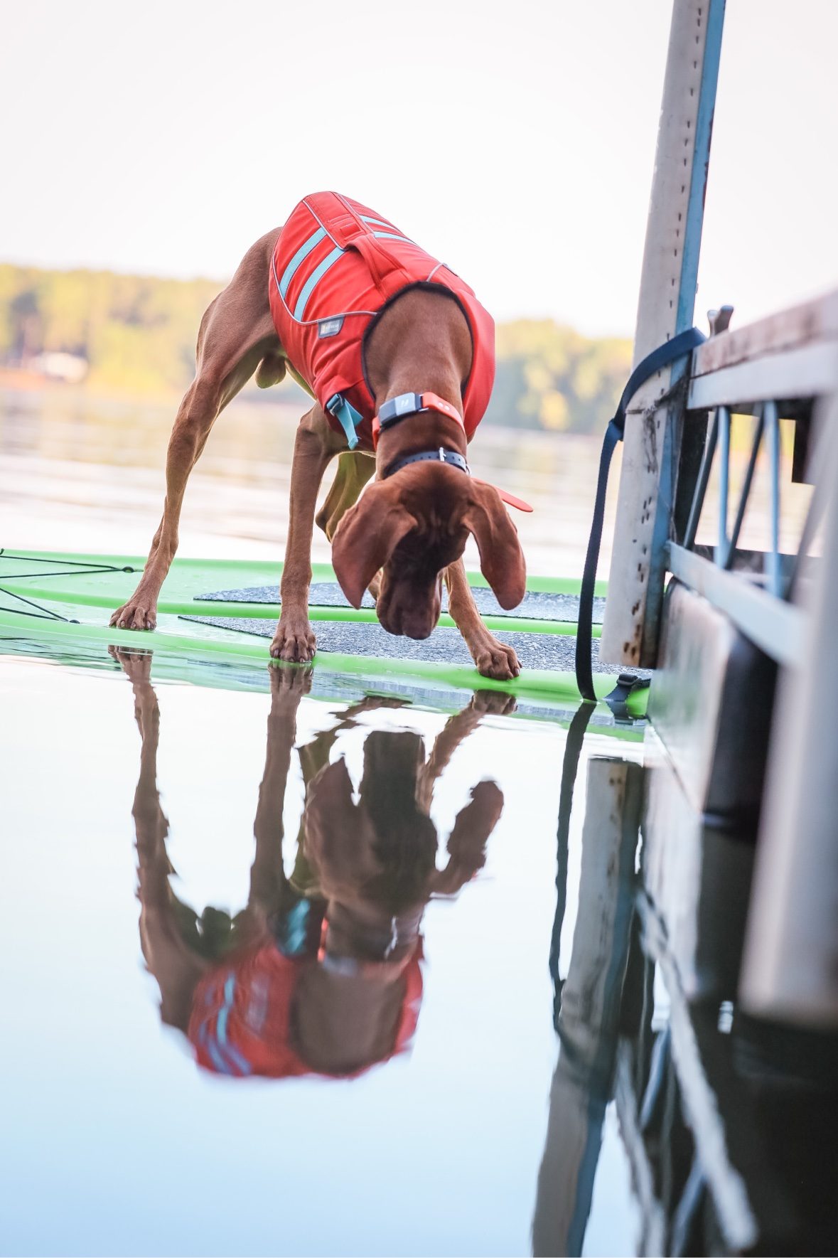 Tucker in a red life vest on a paddleboard, looking at his reflection in the water