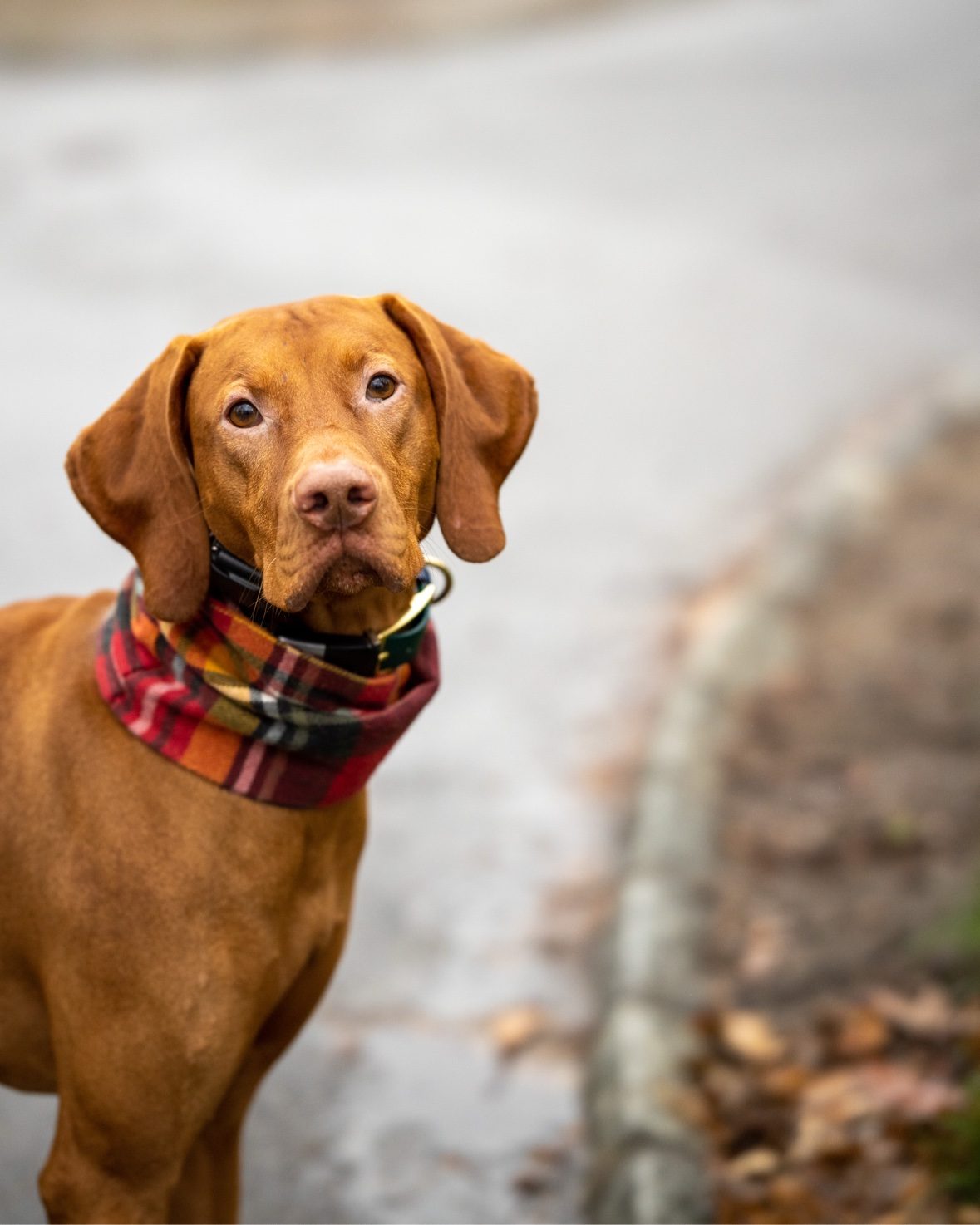 Close portrait of Tucker wearing a plaid scarf