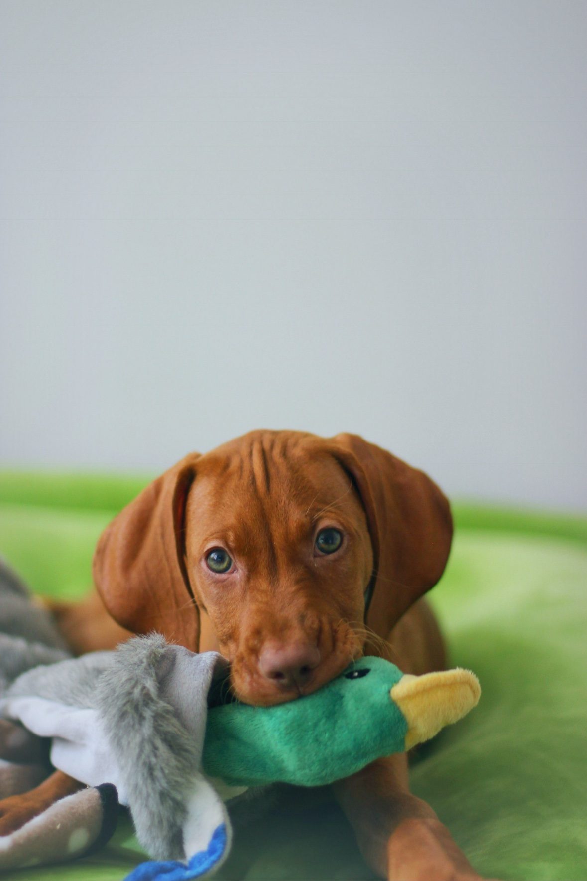 Puppy Tucker holding a plush duck toy