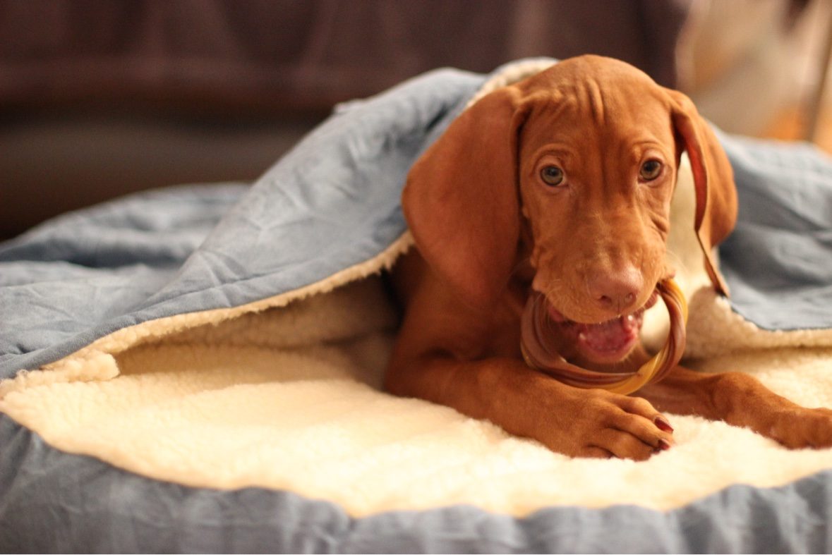 Puppy Tucker tucked in his bed chewing a treat