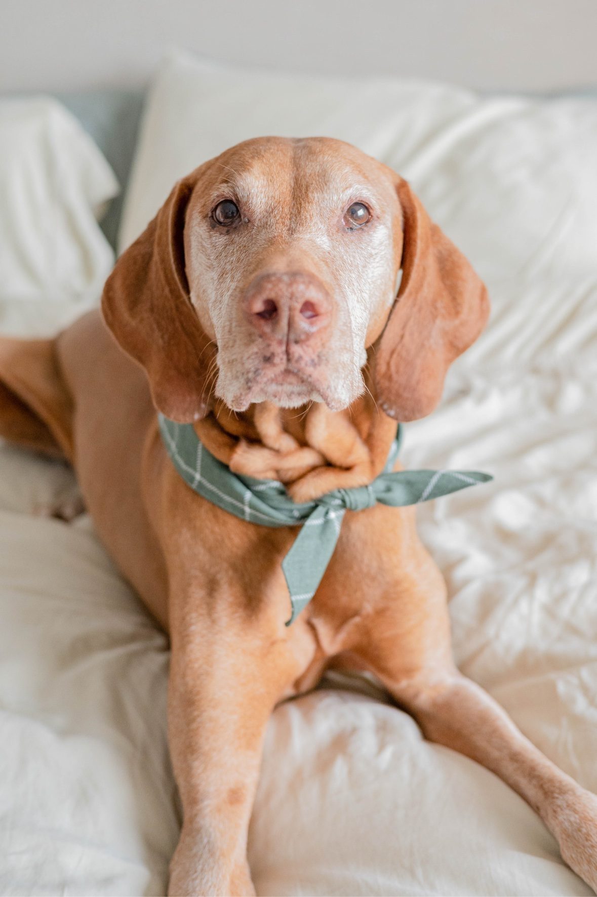 Senior Tucker with a grey muzzle lying on a bed wearing a green bandana, looking at the camera