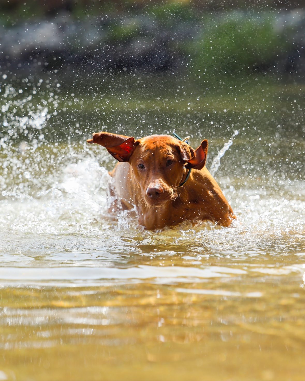Tucker splashing through shallow water with his ears flying
