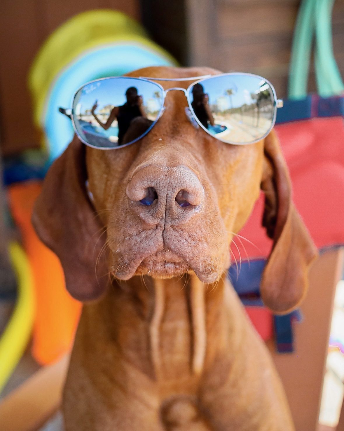Close-up of Tucker wearing aviator sunglasses